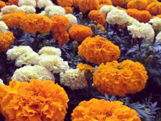 0b3b82bc9773147c040827adb6543d22-mexico-spots