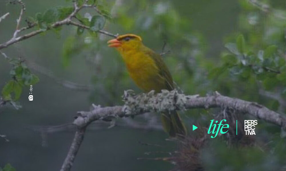Descubren en Perú una nueva especie y género de pájaro