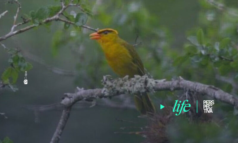 Descubren en Perú una nueva especie y género de pájaro