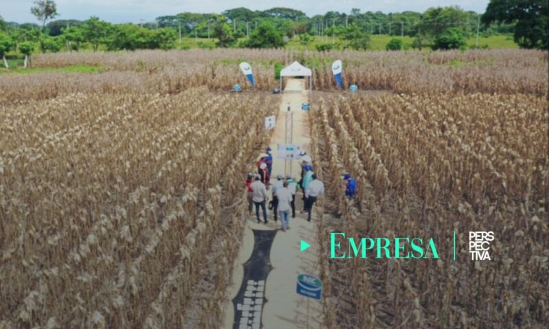 Syngenta lanza NK Semillas en Guatemala, El Salvador y Honduras