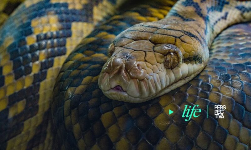 ¿Cuál es la serpiente más grande del mundo?