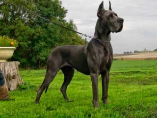Dogo-Alemán