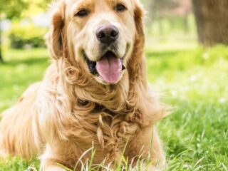 alimentacion_para_perros_grandes_y_gigantes_25628_600_square