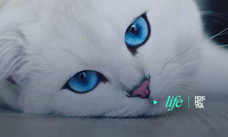 Conoce a los gatos más famosos del mundo