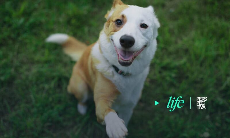 Aprende 5 secretos para entrenar a tu mascota