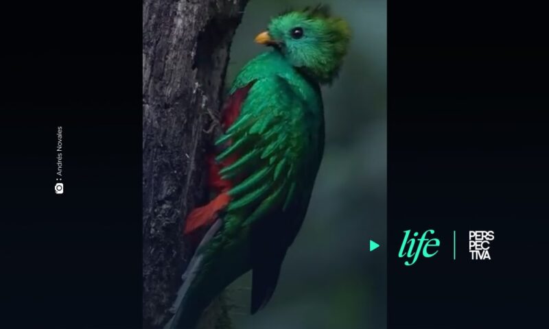 Captan impresionantes imágenes de quetzal en de San Rafael Pie de la Cuesta, San Marcos