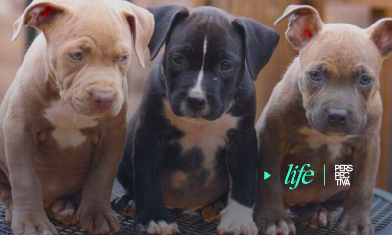 Pitbull: una raza estigmatizada