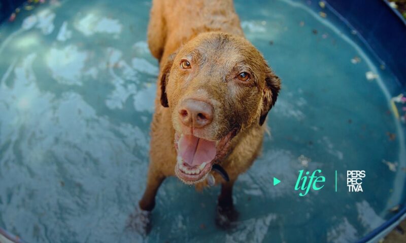 5 consejos para cuidar a tu perro en verano