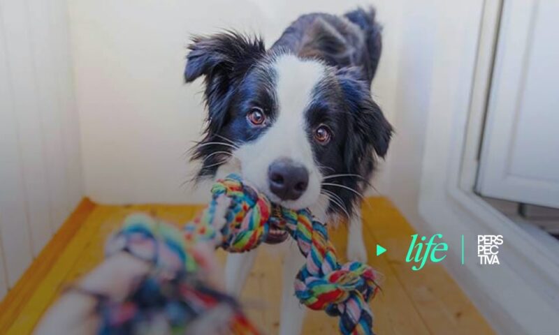 Conoce los mejores juguetes para desarrollar la inteligencia, fortalecer la mandíbula y aliviar el estrés de tu cachorro.
