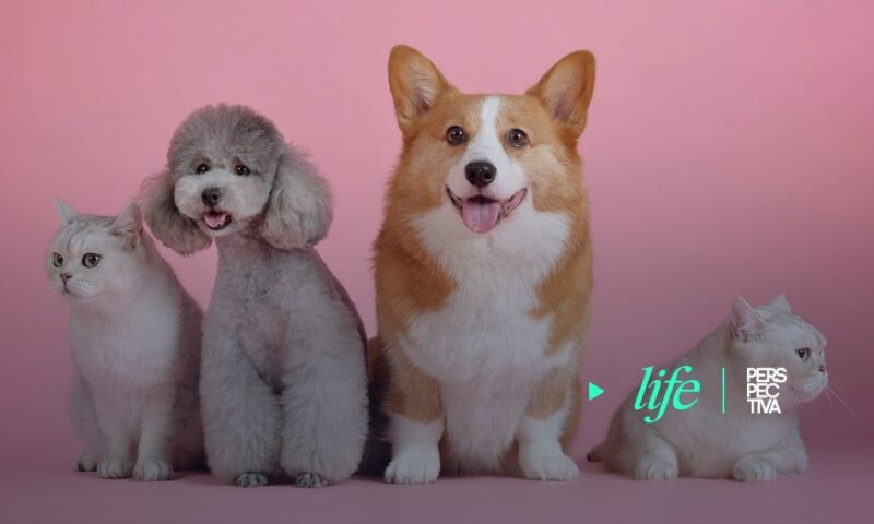 ¿Mascotas en casa? Todo lo que necesitas para cuidarlas     