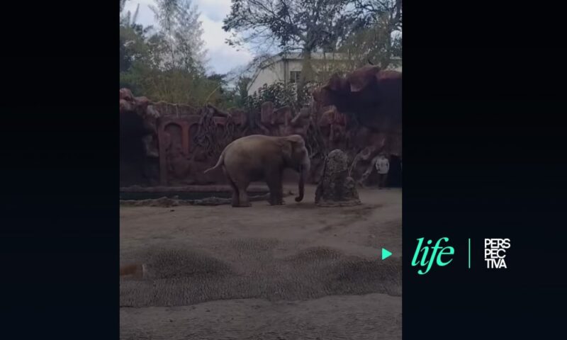 Antílope cae a una pileta y elefante pide ayuda