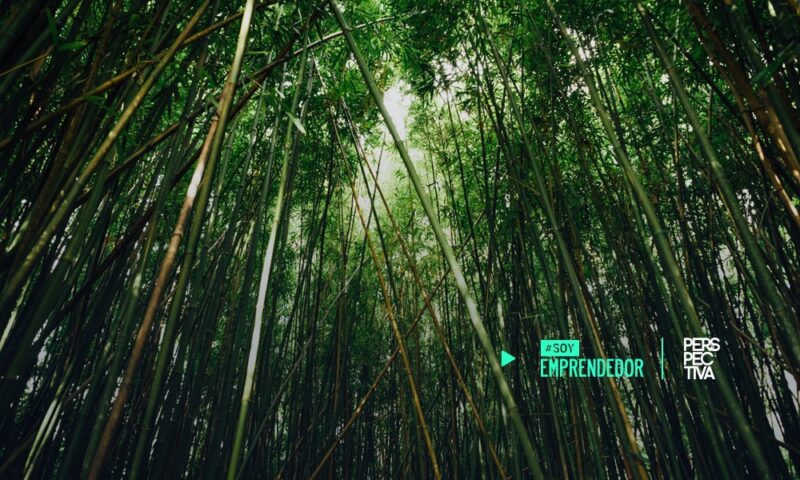 Bosques & Co. busca emprendedores que promuevan la regeneración de los paisajes forestales