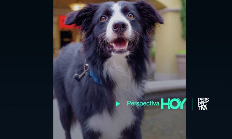 Fallece Fox, perro rescatista de los Bomberos Municipales