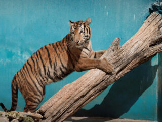 FOTO DE ARCHIVO-Una tigresa de Bengala llamada Fiona juega en el zoológico de La Habana, Cuba.