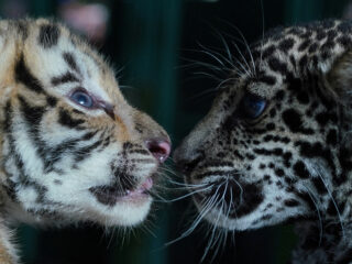 Un tigre de bengala y un cachorro de jaguar se huelen en el zoológico de La Habana, Cuba.