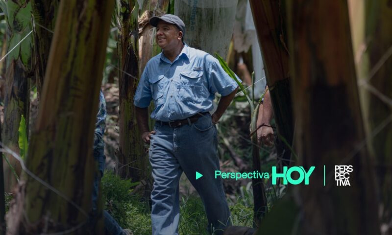 cultivo de plátano y banano