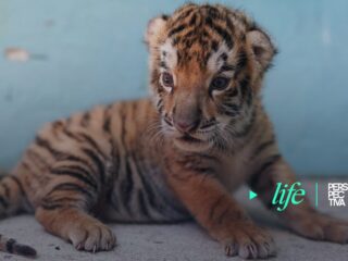nacen tigres en zoo-min