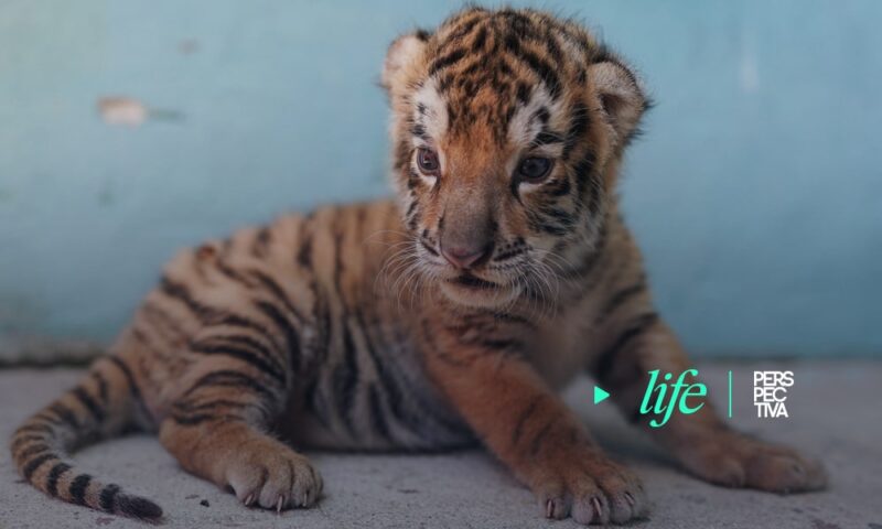 Nace tigre de Bengala en el Zoológico de La Habana