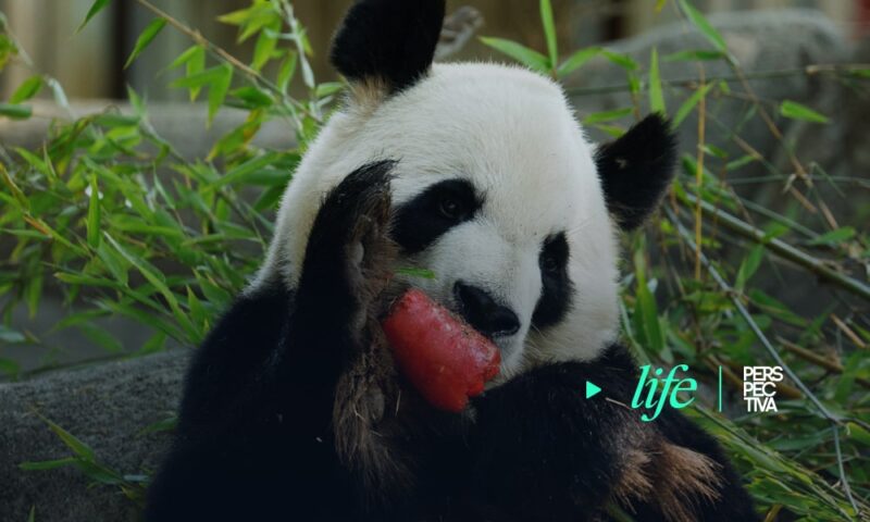 Animales del zoo de Madrid disfrutan helados
