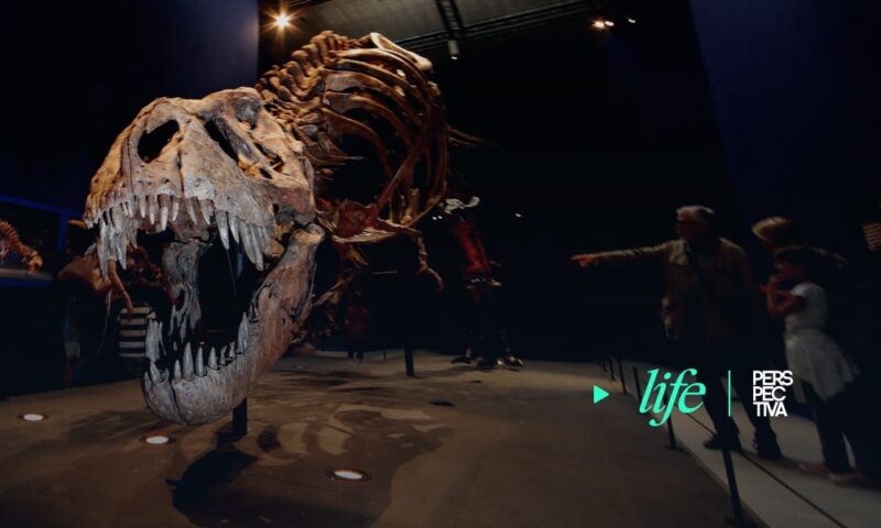 T. rex es la única especie del poderoso tiranosaurio