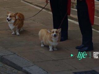 perros de la reina-min