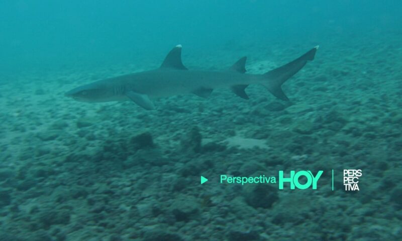 Captan tiburón nadando en calle de Florida
