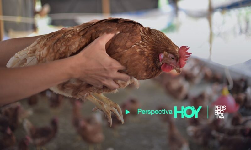 Alerta epidemiológica por casos de influenza aviar en la región