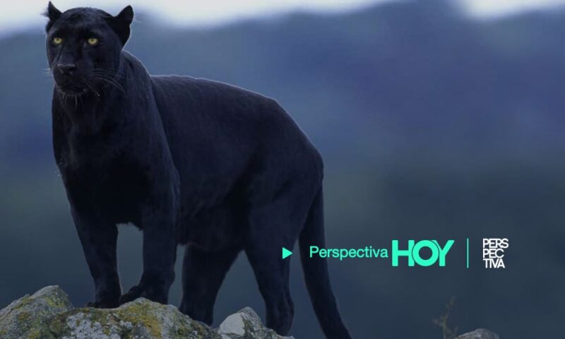 Pantera causa alarma en Mixco