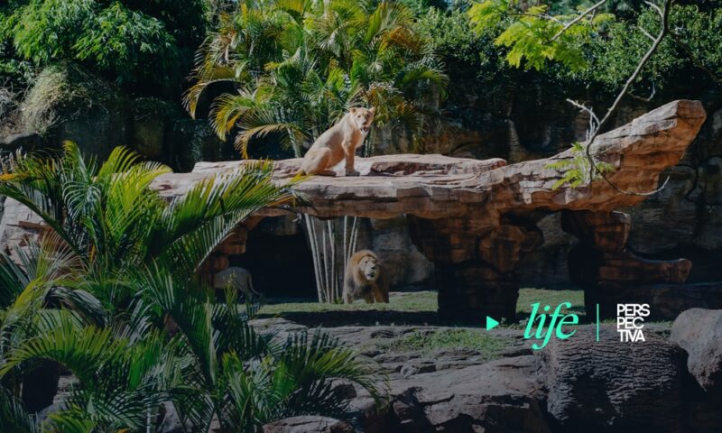 Zoológico La Aurora inaugura nuevo recinto de leones