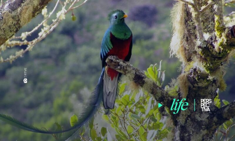 ¡Sorprendente video de quetzal dándose un baño!