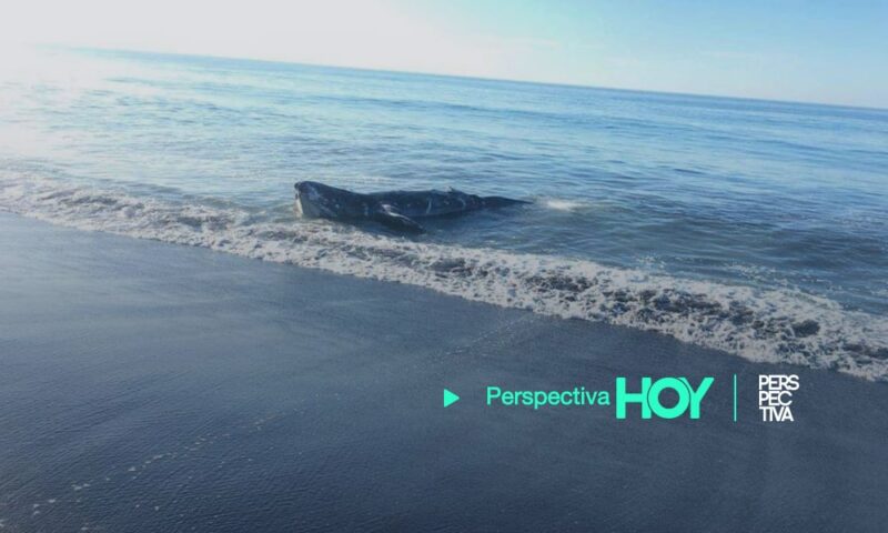 Localizan ballena muerta en la playa de Champerico