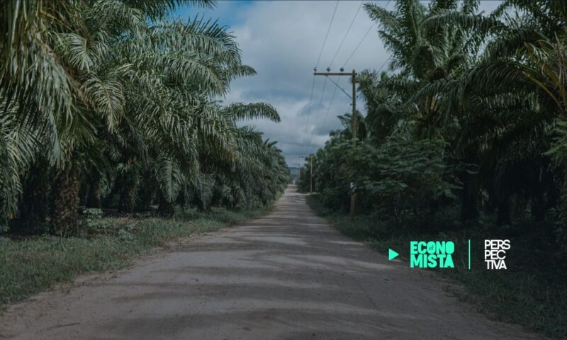 Guatemala: tercer exportador de aceite de palma en el mundo