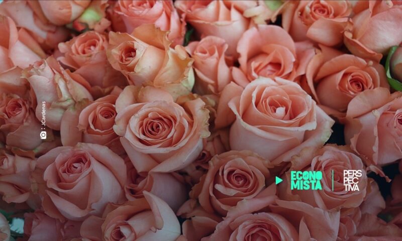 Exportación de rosas aumenta durante febrero
