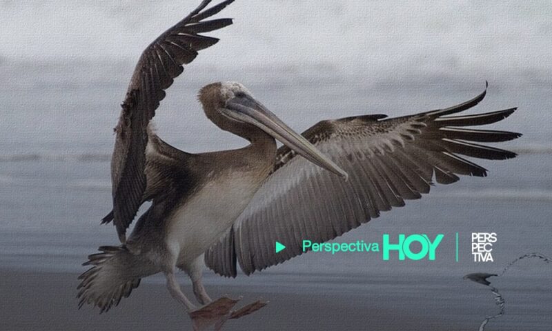 Detectan casos de gripe aviar H5N1 en pelicanos silvestres en Izabal