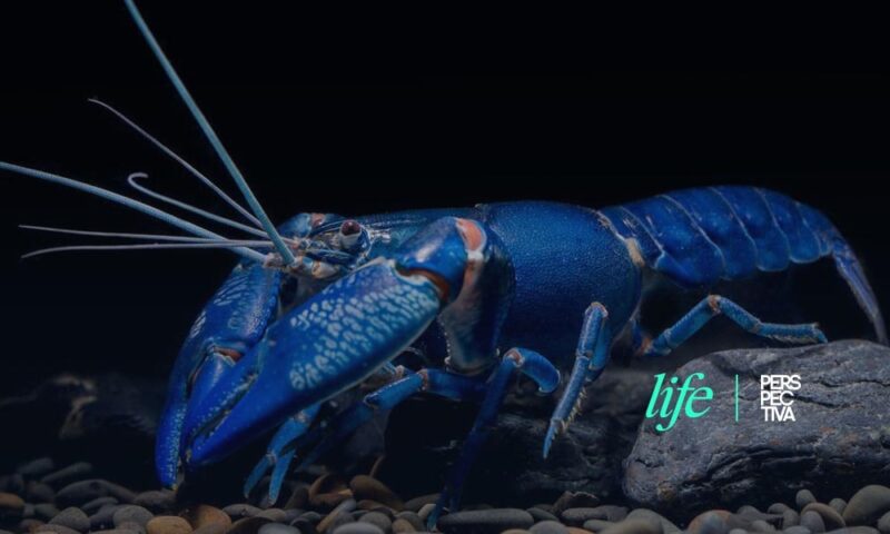 Sorprendente langosta azul es encontrada en Irlanda