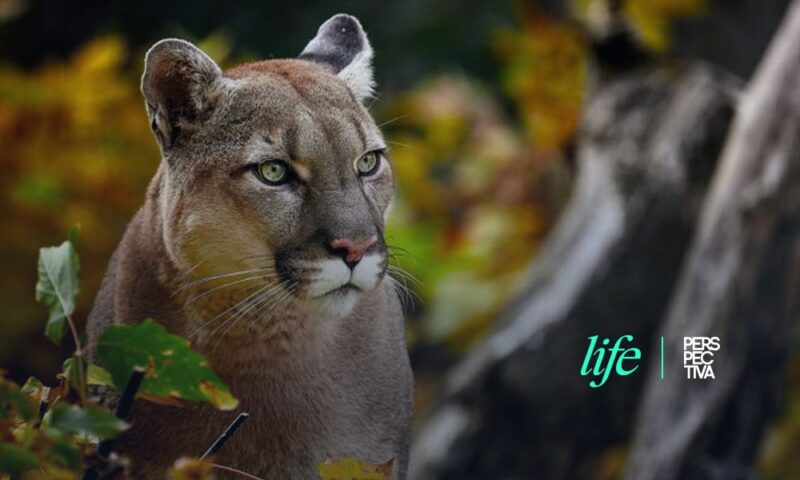Puma deja “saludo” en cámara trampa de Petén