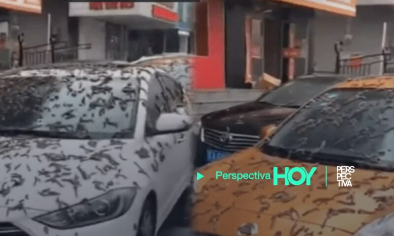 Impactante lluvia de gusanos en China