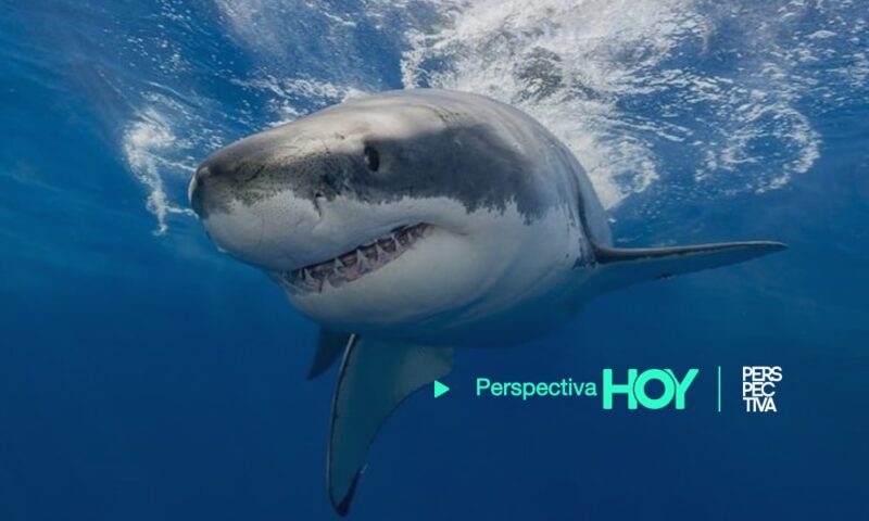Ataque de tiburones alerta a turistas en playa de Brasil