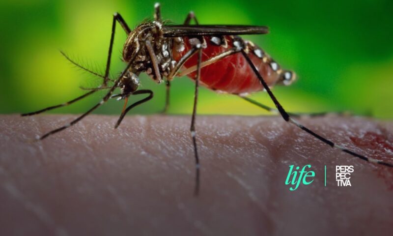 Espanta a los mosquitos con plantas y aceites esenciales