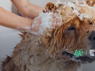 perro bañandose-min