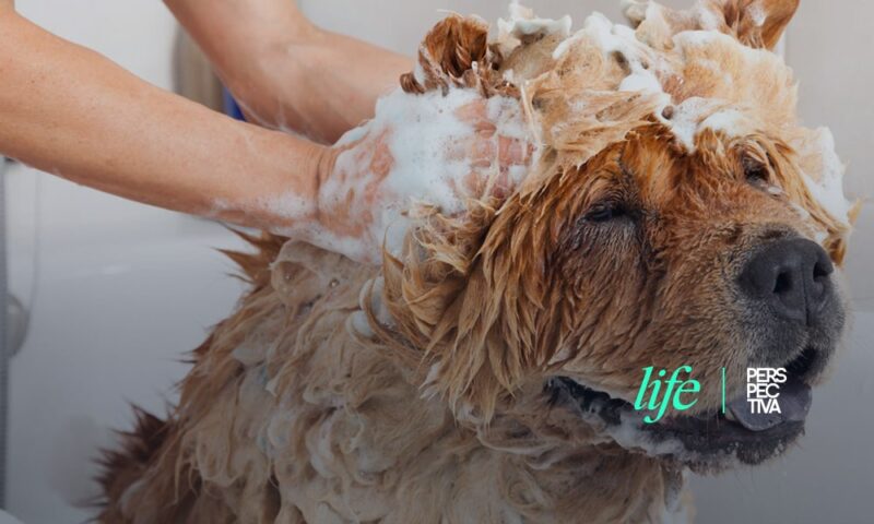 ¿Cada cuánto tiempo debemos bañar al peludo de la casa?