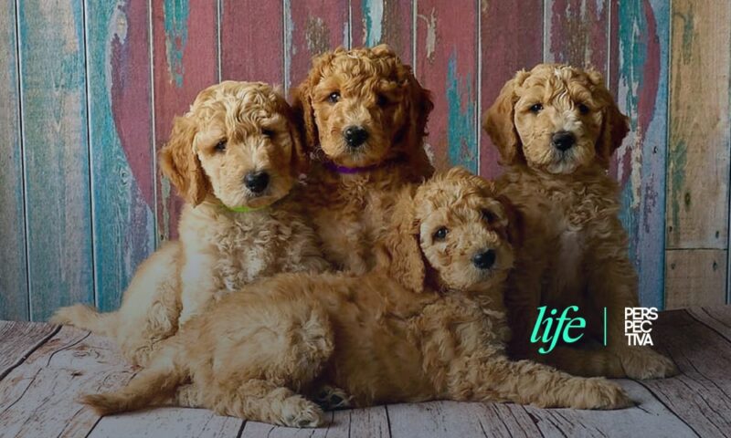 Cuáles son los perros más cariñosos del mundo