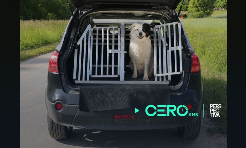 Paseando en auto con tu peludo