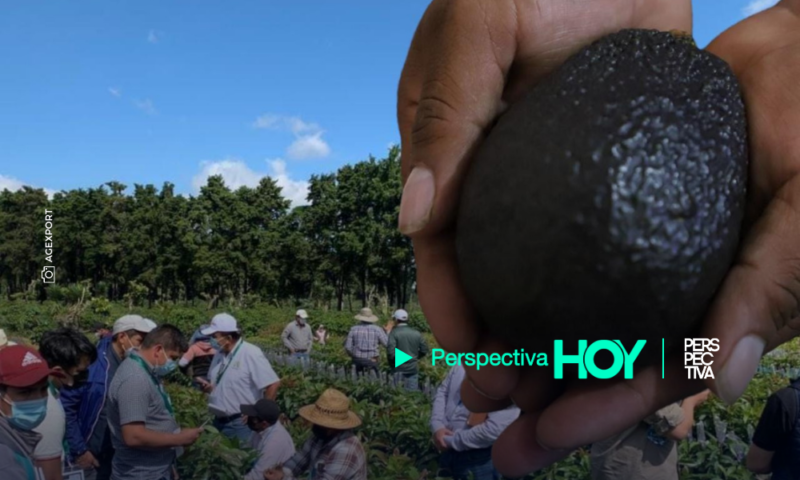 ¿Aguacate guatemalteco? Un fruto por el que apuestan en grande los exportadores