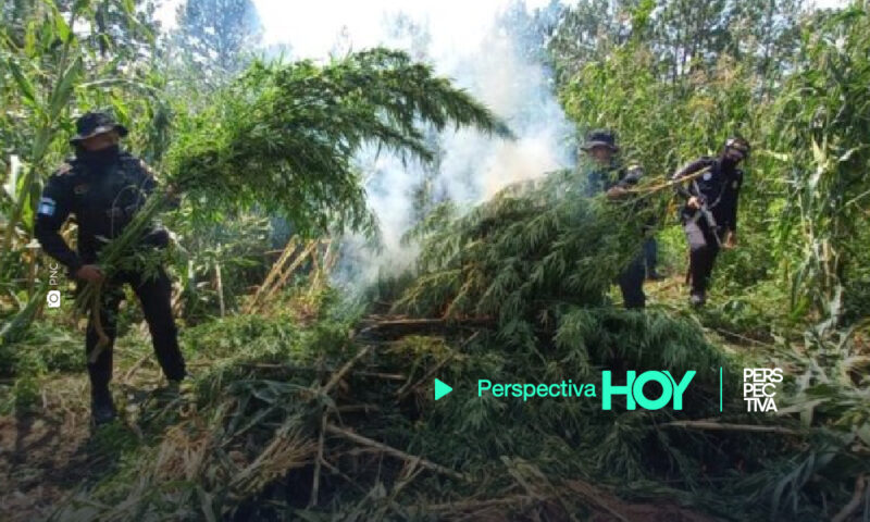 Erradicación de marihuana