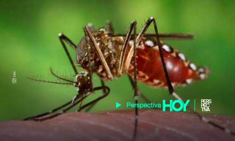 Incrementan casos de dengue en el país; suman más de 10 mil afectados en 2023