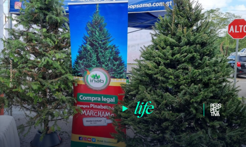 ¿Aún no tienes tu árbol navideño? No puedes perderte la “Gran Venta de Pinabete”