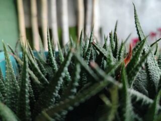 IMG_20240305_180401