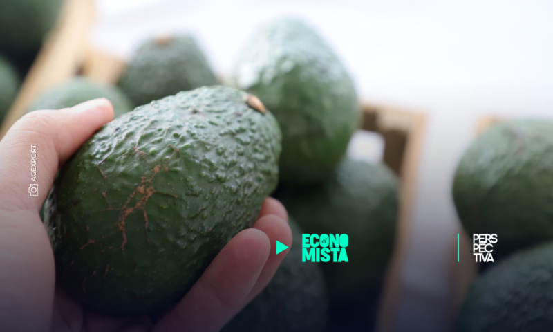 Agexport anuncia el IV Congreso Nacional de Aguacate