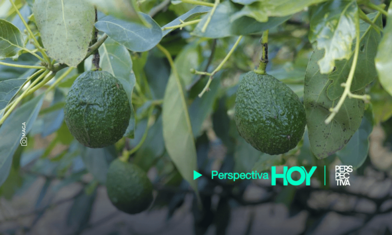 ¿Cuándo iniciará Guatemala a exportar aguacate hacia Estados Unidos?